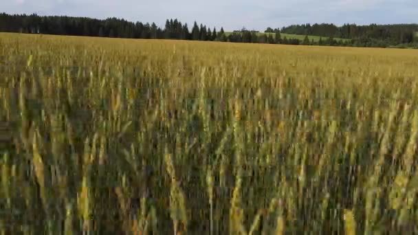空中写真 夕日の中で小麦畑を飛び越える — ストック動画