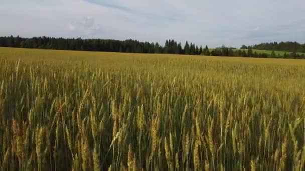Luftaufnahmen Der Untergehenden Sonne Über Weizenfelder Fliegen — Stockvideo