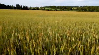 Hava fotoğrafçılığı. Batan güneşin altında buğday tarlaları üzerinde uçuyor