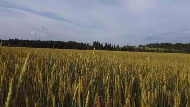 Аерофотозйомка Політ Над Пшеничними Полями Заході Сонця — стокове відео
