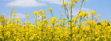 Altın sarısı çiçek tarlaları güneşli bir yaz gününde