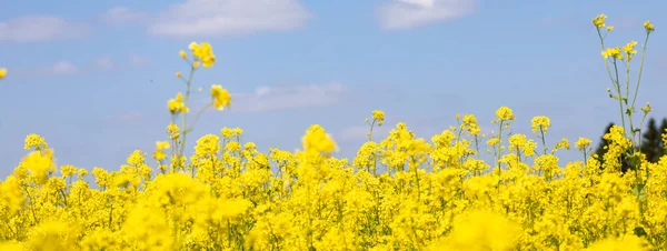 Campos Amarelos Dourados Flores Dia Ensolarado Verão — Fotografia de Stock