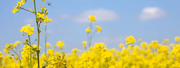 Campos Amarelos Dourados Flores Dia Ensolarado Verão — Fotografia de Stock
