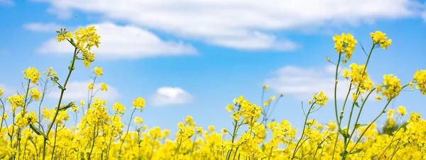Golden Yellow Fields Flowers Summer Sunny Day — Stock Photo, Image