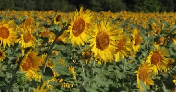 Яскраво Жовті Квіти Соняшнику Ширяють Вітрі — стокове відео