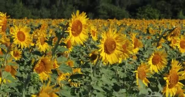 Brillantes Flores Girasol Amarillas Balancean Viento — Vídeos de Stock