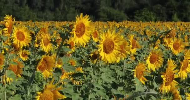 Flor Girassol Amarelo Brilhante Oscila Vento — Vídeo de Stock