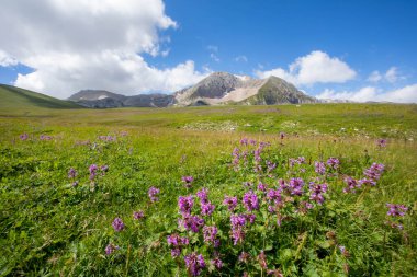 Rusya 'daki Kafkas Dağları' nın yaz manzarasında çiçek açan çayırlar.