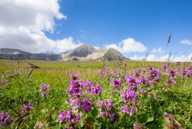 Rusya 'daki Kafkas Dağları' nın yaz manzarasında çiçek açan çayırlar.