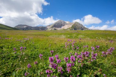 Rusya 'daki Kafkas Dağları' nın yaz manzarasında çiçek açan çayırlar.