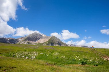 Rusya 'daki Kafkas Dağları' nın yaz manzarasında çiçek açan çayırlar.