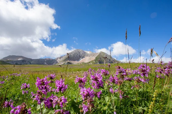 Rusya 'daki Kafkas Dağları' nın yaz manzarasında çiçek açan çayırlar.
