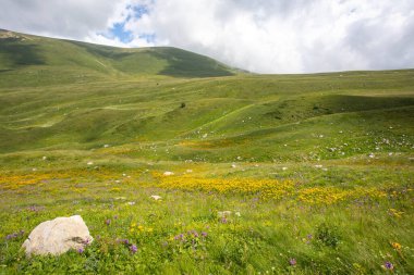 Rusya 'daki Kafkas Dağları' nın yaz manzarasında çiçek açan çayırlar.