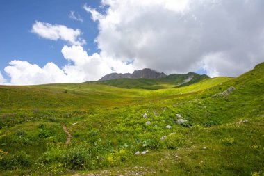 Rusya 'daki Kafkas Dağları' nın yaz manzarasında çiçek açan çayırlar.