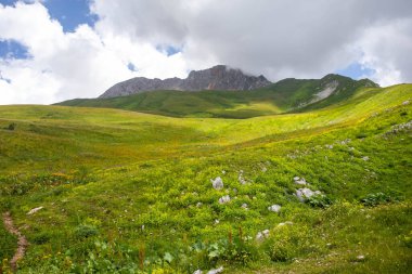 Rusya 'daki Kafkas Dağları' nın yaz manzarasında çiçek açan çayırlar.