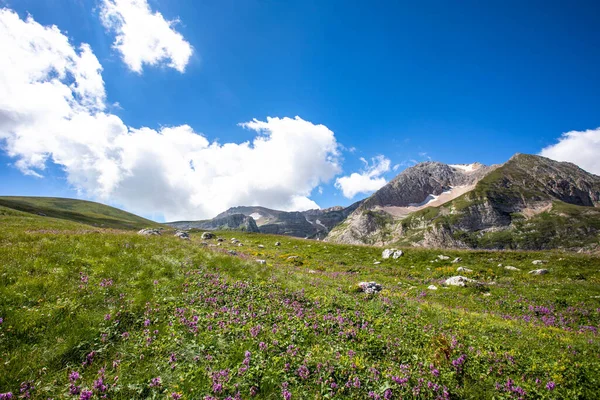 Rusya 'daki Kafkas Dağları' nın yaz manzarasında çiçek açan çayırlar.