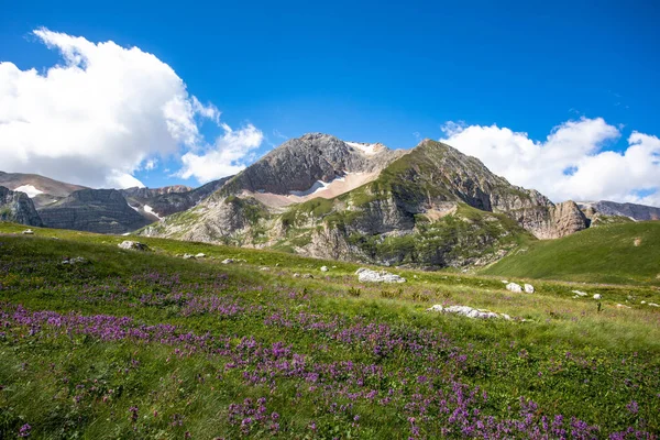 Rusya 'daki Kafkas Dağları' nın yaz manzarasında çiçek açan çayırlar.