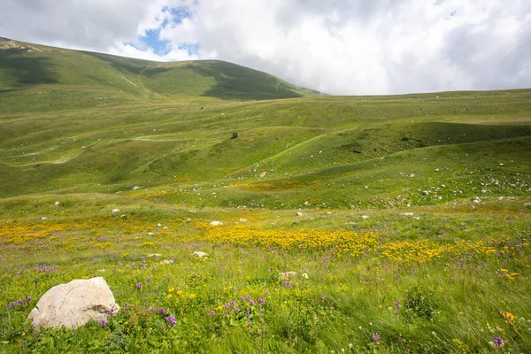 Rusya 'daki Kafkas Dağları' nın yaz manzarasında çiçek açan çayırlar.