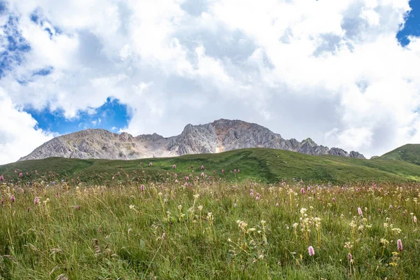 Rusya 'daki Kafkas Dağları' nın yaz manzarasında çiçek açan çayırlar.