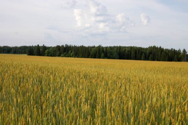 Tarlada olgunlaşmış buğday. Hasat başlıyor.