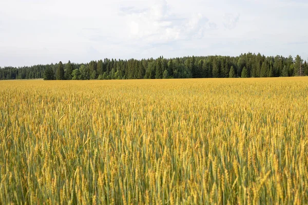 畑で小麦を熟す 収穫が始まる — ストック写真