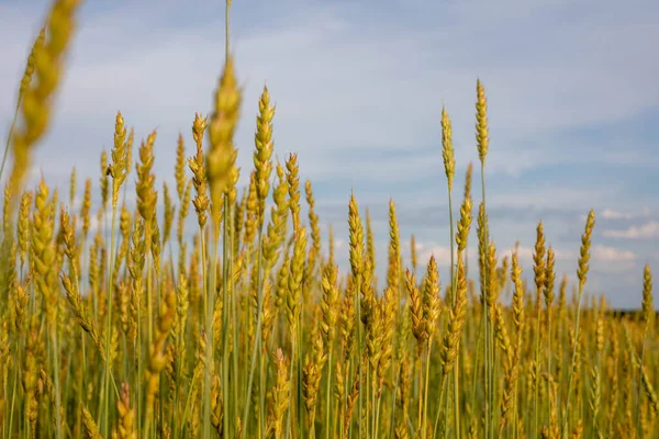 Ripe Wheat Fields Harvesting Begins Royalty Free Stock Photos