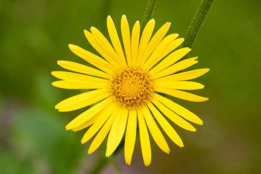 Parlak sarı çiçek. Yaklaş.