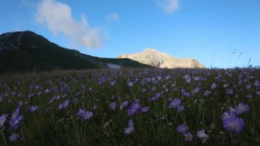 Çiçekler ve bulutlarla kaplı dağ yaz manzarası