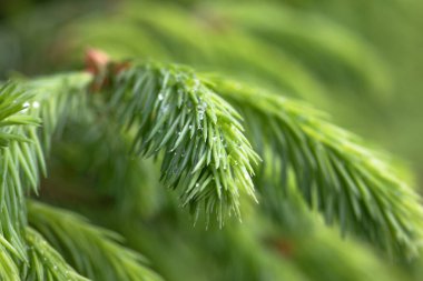 Yeşil ladin dallarında yağmur damlaları
