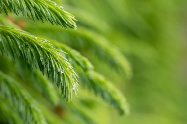 Yeşil ladin dallarında yağmur damlaları