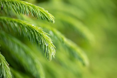 Yeşil ladin dallarında yağmur damlaları