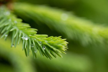 Yeşil ladin dallarında yağmur damlaları