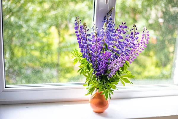 Mavi ve mor lupin çiçekleri pencerenin beyaz pencere eşiğinde durur.