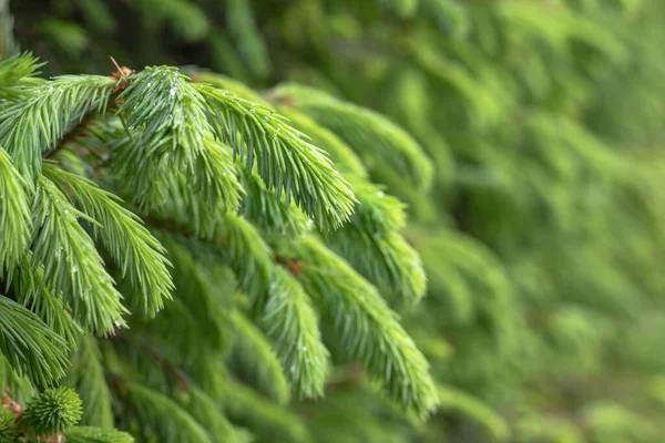 가문비나무 빗방울 — 스톡 사진