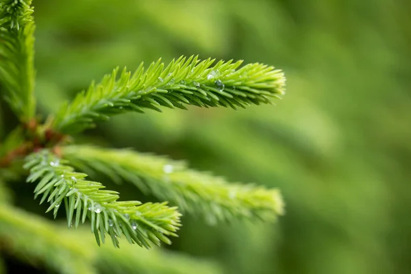 Regendruppels Takken Van Groene Sparren — Stockfoto