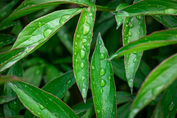 Fondo Verde Natural Hojas Gotas Rocío — Foto de Stock