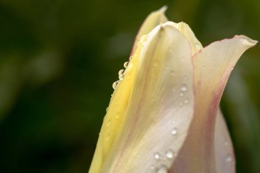 Beyaz lale çiçeğine çiy damlaları düşer