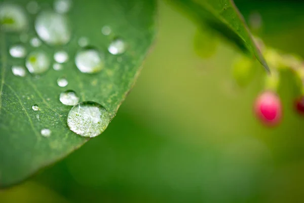 Gotas Transparentes Rocío Sobre Hojas Verdes — Foto de Stock