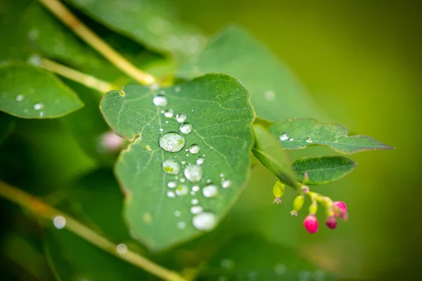 绿叶上的露珠透明 — 图库照片