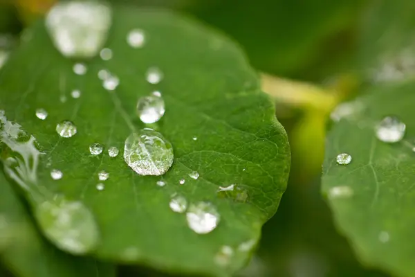 Gotas Transparentes Rocío Sobre Hojas Verdes — Foto de Stock