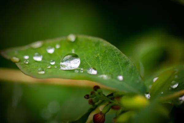 Gotas Transparentes Rocío Sobre Hojas Verdes — Foto de Stock