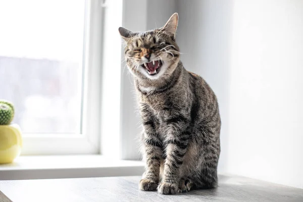 Kat Zit Tafel Kijkt Uit Het Raam — Stockfoto