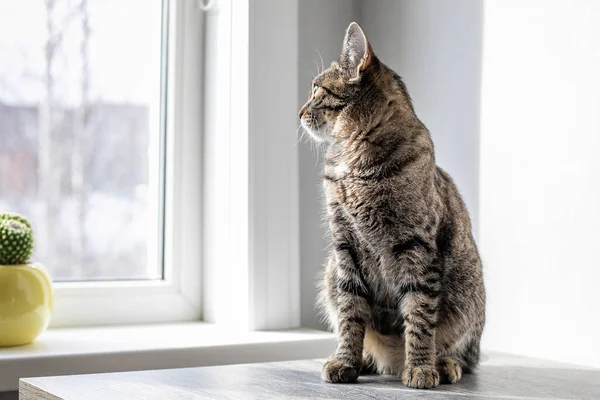Gato Senta Mesa Olha Pela Janela — Fotografia de Stock