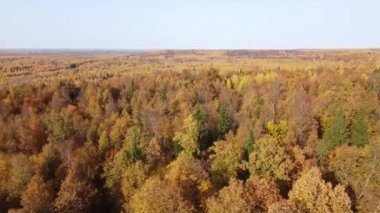 Parlak güneşli havada sonbahar ormanının en üst manzarası. Çeyrek helikopter, altın, turuncu ve sarı yapraklarla ağaçların tepesinde uçar.