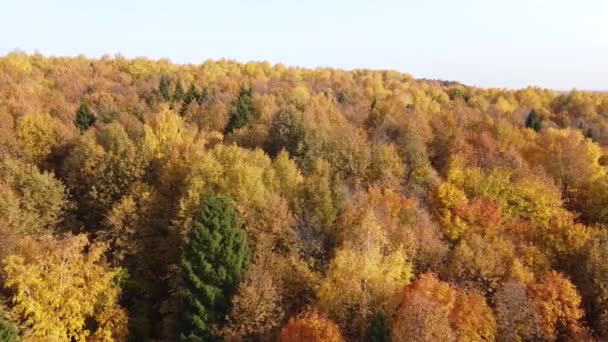 Parlak Güneşli Havada Sonbahar Ormanının Üst Manzarası Çeyrek Helikopter Altın — Stok video