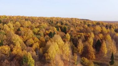 Parlak güneşli havada sonbahar ormanının en üst manzarası. Çeyrek helikopter, altın, turuncu ve sarı yapraklarla ağaçların tepesinde uçar.