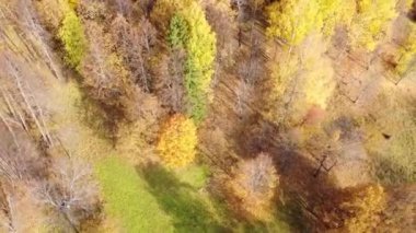 Parlak güneşli havada sonbahar ormanının en üst manzarası. Çeyrek helikopter, altın, turuncu ve sarı yapraklarla ağaçların tepesinde uçar.