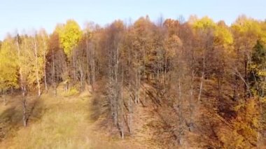 Parlak güneşli havada sonbahar ormanının en üst manzarası. Çeyrek helikopter, altın, turuncu ve sarı yapraklarla ağaçların tepesinde uçar.