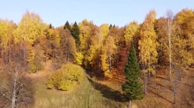 Parlak güneşli havada sonbahar ormanının en üst manzarası. Çeyrek helikopter, altın, turuncu ve sarı yapraklarla ağaçların tepesinde uçar.