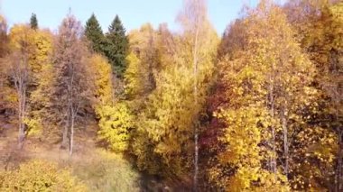 Parlak güneşli havada sonbahar ormanının en üst manzarası. Çeyrek helikopter, altın, turuncu ve sarı yapraklarla ağaçların tepesinde uçar.